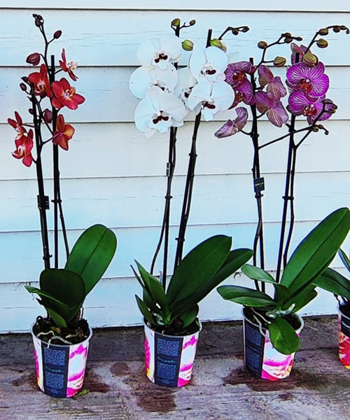 ORQUÍDEAS DE COLORES Nombre de la planta